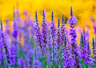 《侍魂：晓》宣布回滚网络代码更新延期